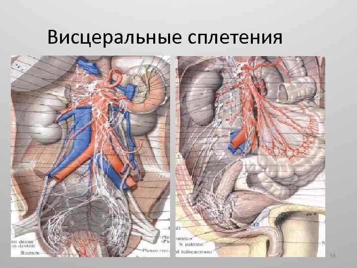 Висцеральные сплетения 58 