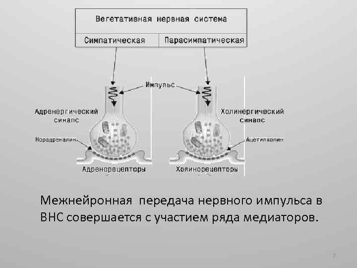 Межнейронная передача нервного импульса в ВНС совершается с участием ряда медиаторов. 7 