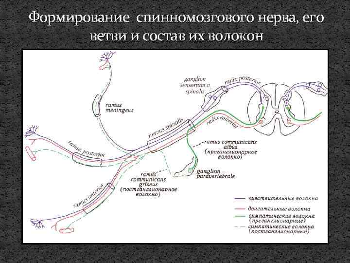 Схема формирования спинномозгового нерва