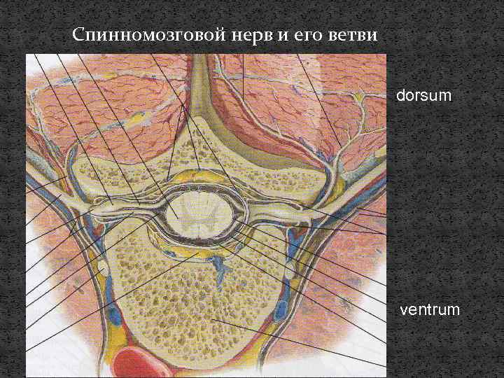 Спинномозговой нерв и его ветви dorsum ventrum 