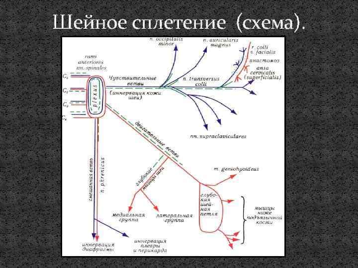 Шейное сплетение (схема). 