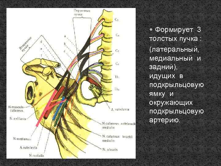  Формирует 3 толстых пучка : (латеральный, медиальный и задний), идущих в подкрыльцовую ямку