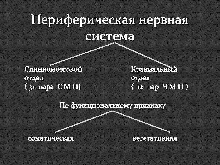 Периферическая нервная система Спинномозговой отдел ( 31 пара С М Н) Краниальный отдел (