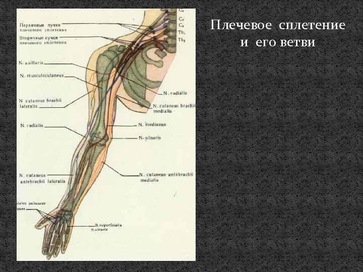 Плечевое сплетение и его ветви 