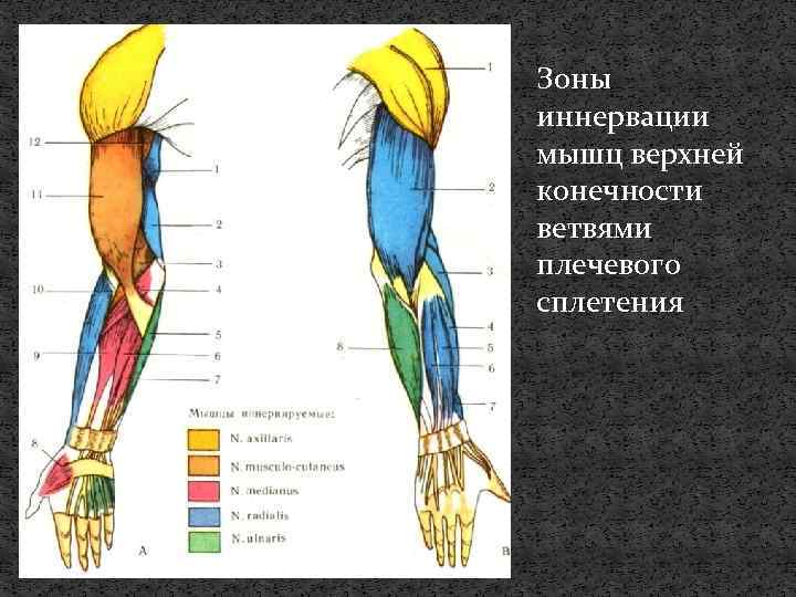 Зоны иннервации мышц верхней конечности ветвями плечевого сплетения 