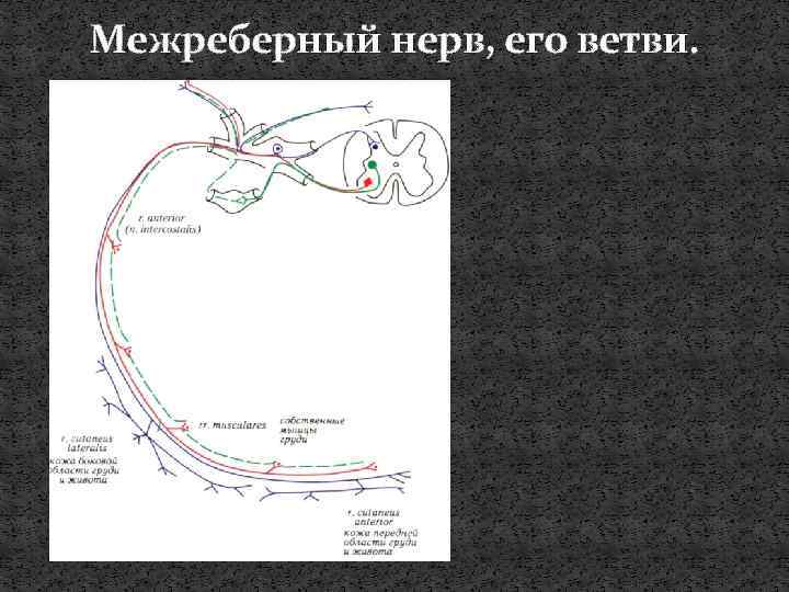 Межреберный нерв, его ветви. 