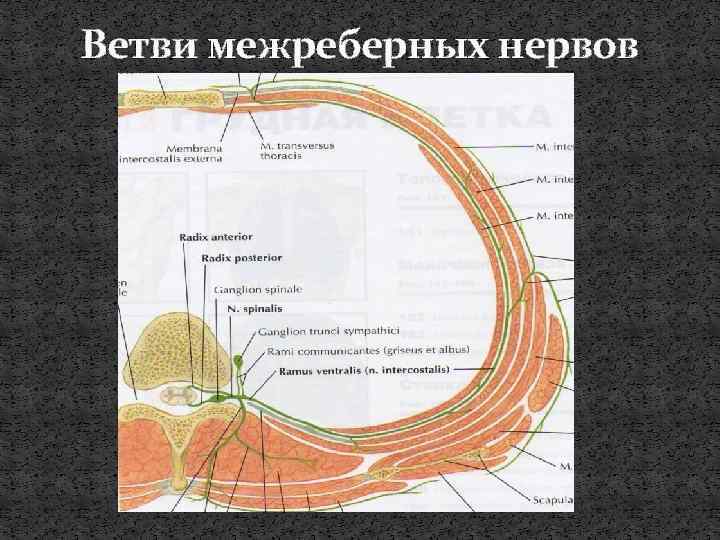 Ветви межреберных нервов 