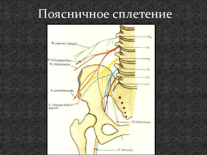 Нервы поясничного сплетения картинка