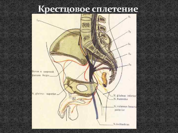 Крестцовое сплетение 