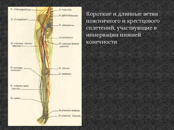 Областью иннервации крестцового сплетения являются