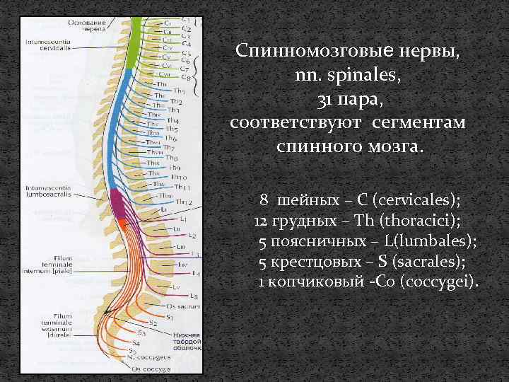 Спинномозговые нервы, nn. spinales, 31 пара, cоответствуют сегментам спинного мозга. 8 шейных – С