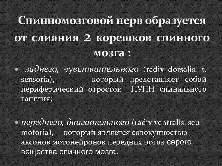 Спинномозговой нерв образуется от слияния 2 корешков спинного мозга : заднего, чувствительного (radix dorsalis,