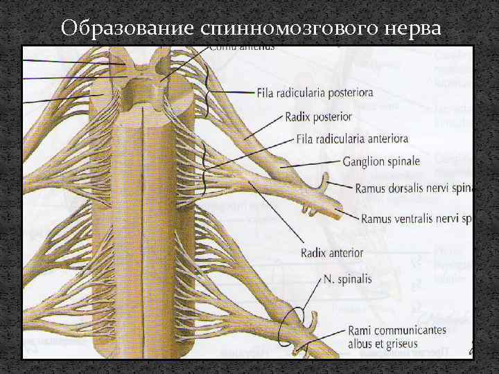 Образование спинномозгового нерва 