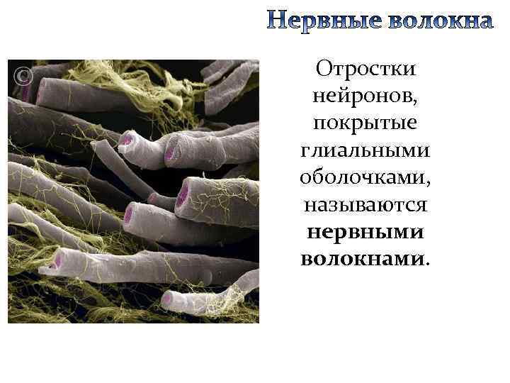 Нервные волокна кожи. Нервные волокна отростки нейронов покрытые гли. Отросток нейрона в нервном волокне называют:. Нервные волокна фото. Нервные волокна на лице.