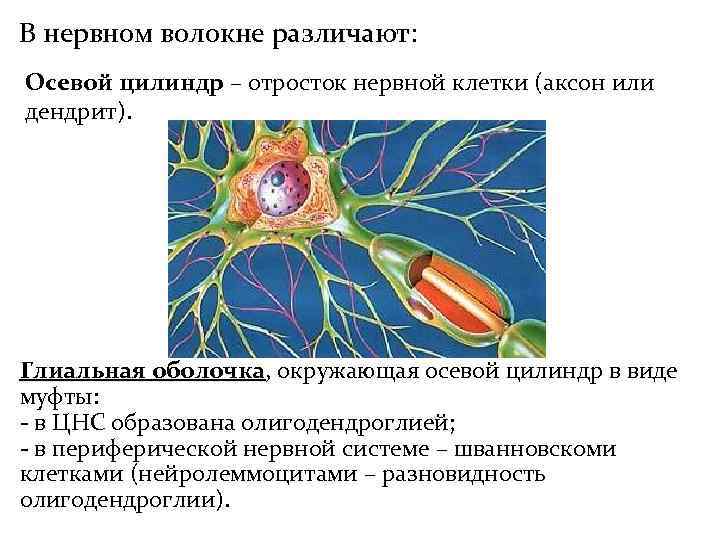 В нервном волокне различают: Осевой цилиндр – отросток нервной клетки (аксон или дендрит). Глиальная