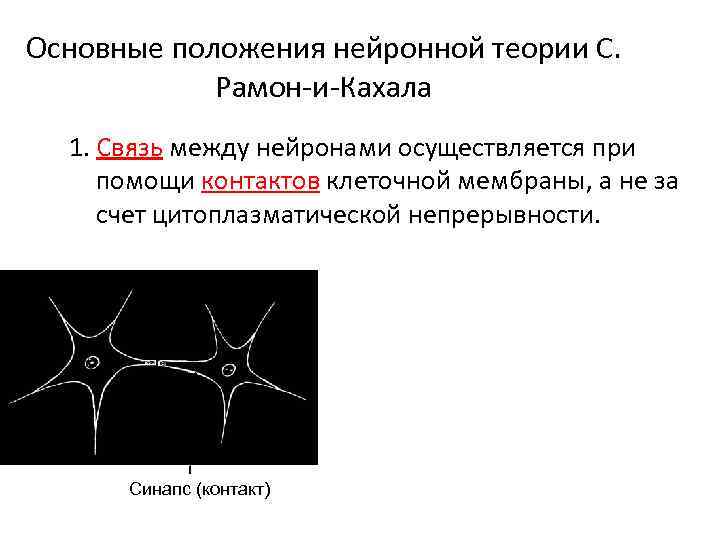Основные положения нейронной теории С. Рамон-и-Кахала 1. Связь между нейронами осуществляется при помощи контактов