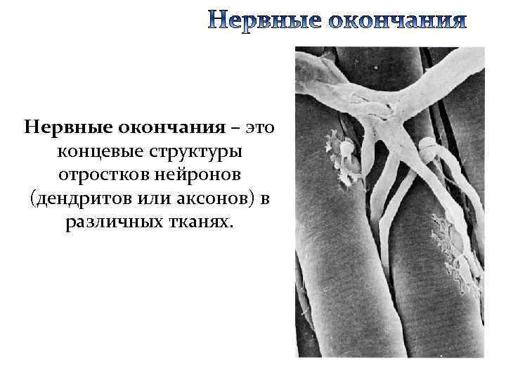 Нервные окончания – это концевые структуры отростков нейронов (дендритов или аксонов) в различных тканях.