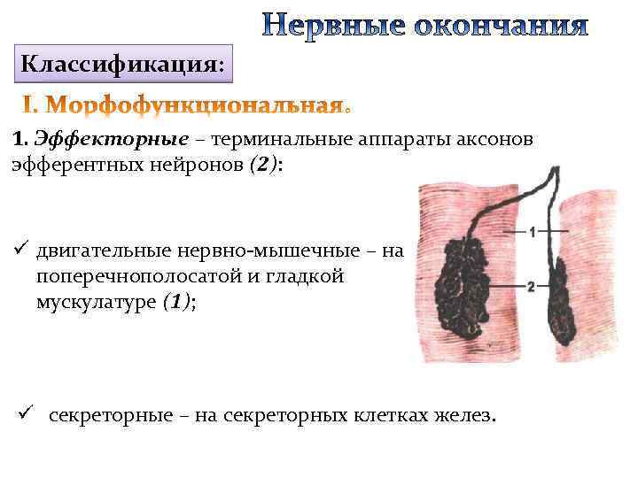 Классификация: 1. Эффекторные – терминальные аппараты аксонов эфферентных нейронов (2): ü двигательные нервно-мышечные –