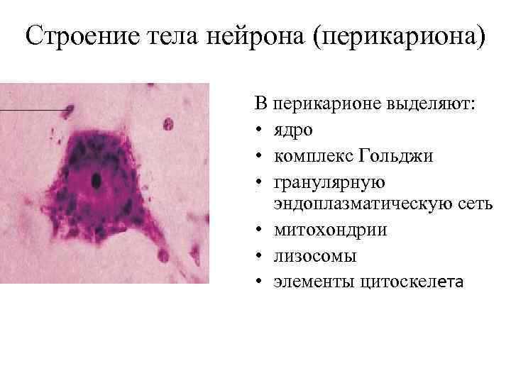 Строение тела нейрона (перикариона) В перикарионе выделяют: • ядро • комплекс Гольджи • гранулярную