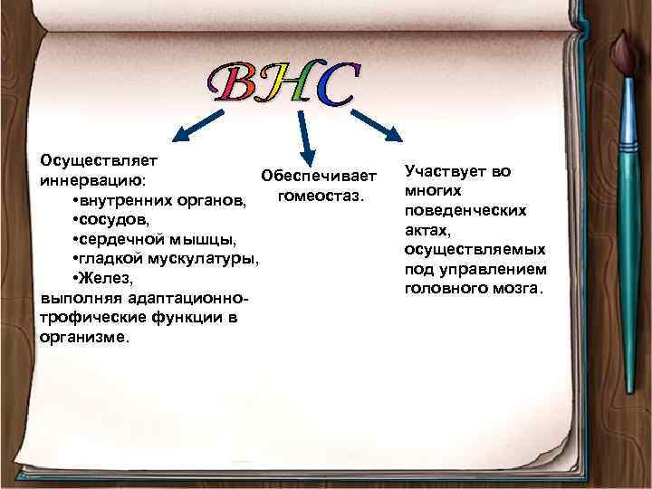 Осуществляет Обеспечивает иннервацию: гомеостаз. • внутренних органов, • сосудов, • сердечной мышцы, • гладкой