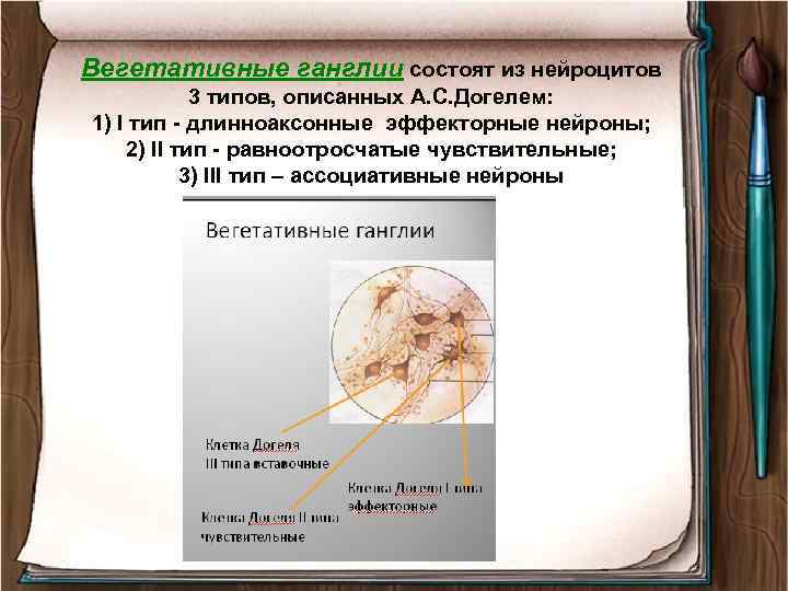 Вегетативные ганглии состоят из нейроцитов 3 типов, описанных А. С. Догелем: 1) I тип