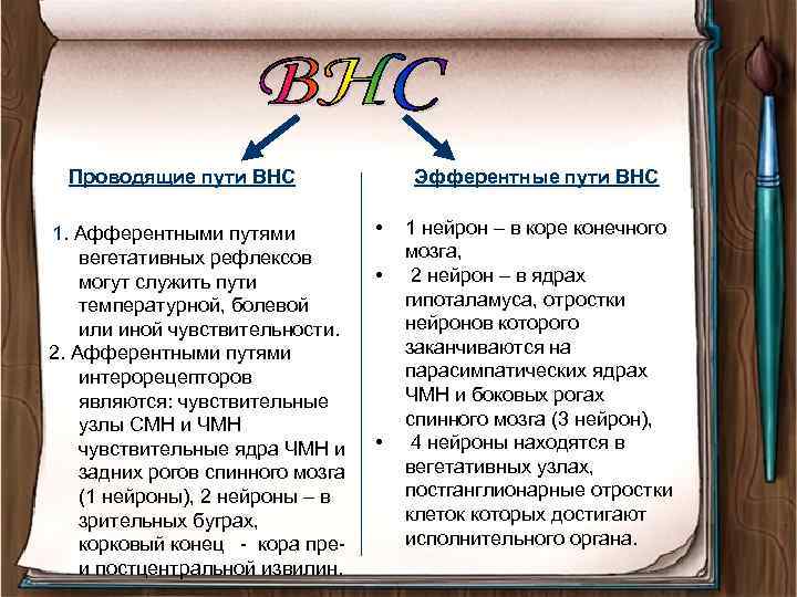 Проводящие пути ВНС 1. Афферентными путями вегетативных рефлексов могут служить пути температурной, болевой или