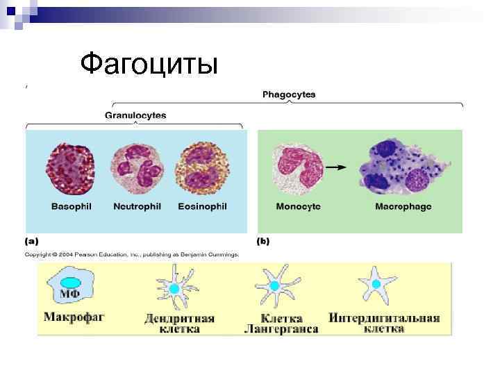 Фагоциты 