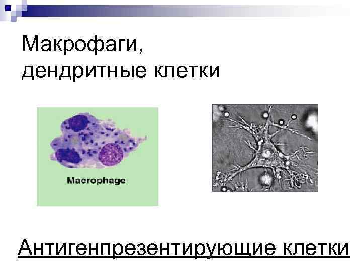 Макрофаги, дендритные клетки Антигенпрезентирующие клетки 