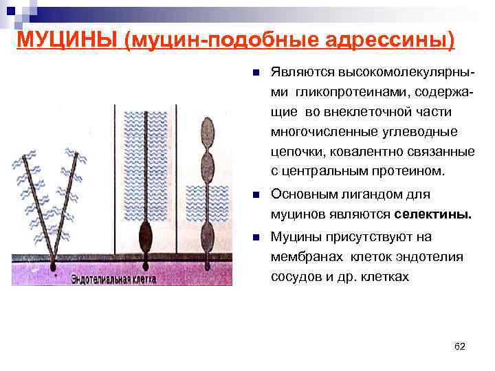 МУЦИНЫ (муцин-подобные адрессины) n Являются высокомолекулярными гликопротеинами, содержащие во внеклеточной части многочисленные углеводные цепочки,