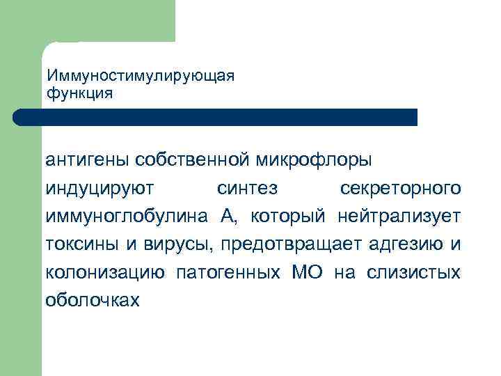 Иммуностимулирующая функция антигены собственной микрофлоры индуцируют синтез секреторного иммуноглобулина А, который нейтрализует токсины и