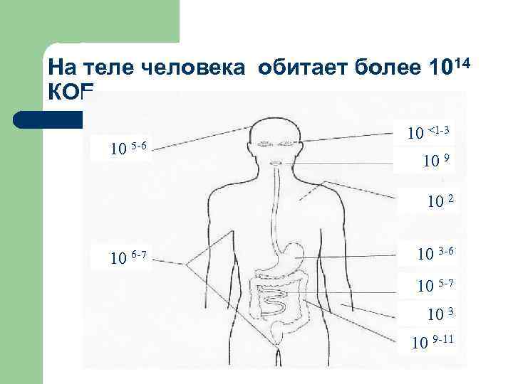 На теле человека обитает более 1014 КОЕ 10 5 -6 10 <1 -3 10