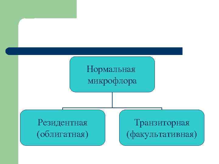 Нормальная микрофлора Резидентная (облигатная) Транзиторная (факультативная) 