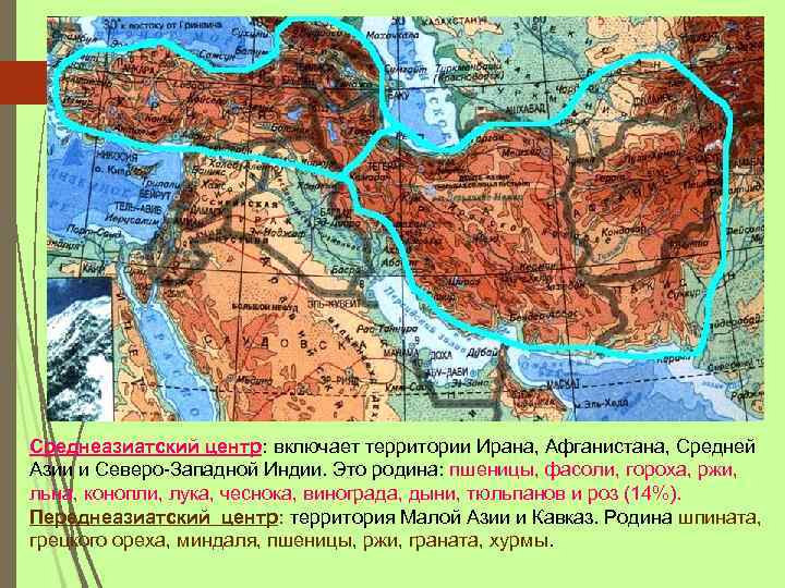 Среднеазиатский центр: включает территории Ирана, Афганистана, Средней Азии и Северо-Западной Индии. Это родина: пшеницы,