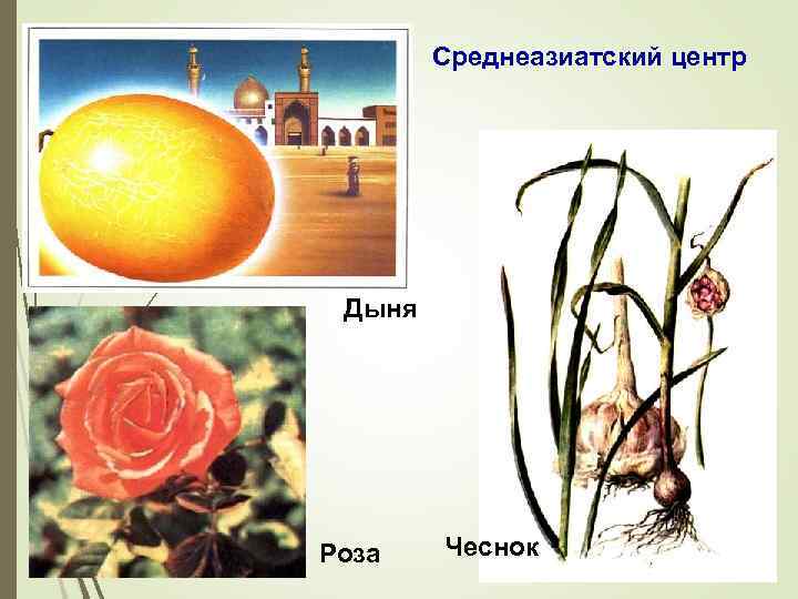 Среднеазиатский центр Дыня Роза Чеснок 