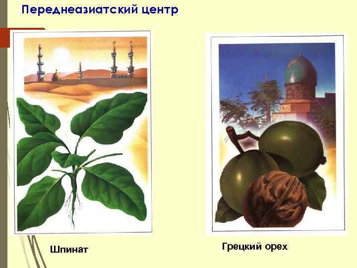 Переднеазиатский центр Шпинат Грецкий орех 
