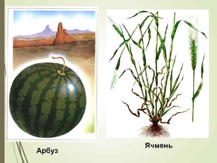 Арбуз Ячмень 