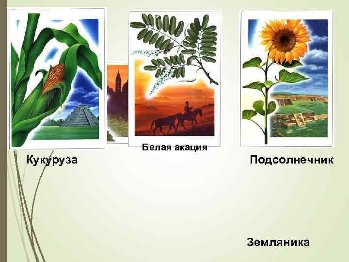 Белая акация Кукуруза Подсолнечник Земляника 