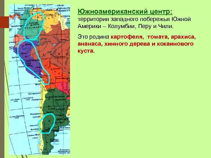 Южноамериканский центр: территория западного побережья Южной Америки – Колумбии, Перу и Чили. Это родина