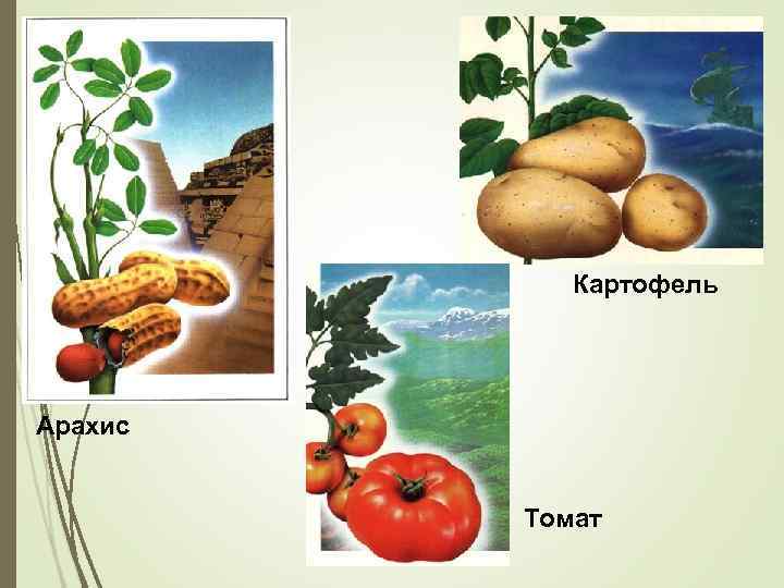 Картофель Арахис Томат 