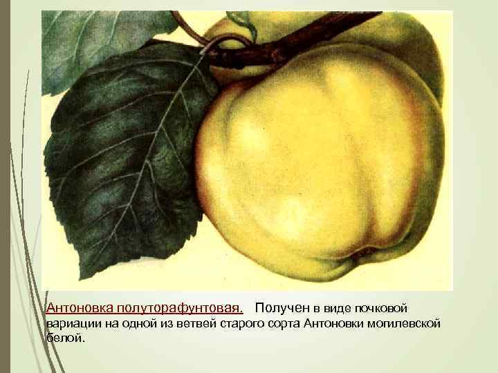 Антоновка полуторафунтовая. Получен в виде почковой вариации на одной из ветвей старого сорта Антоновки