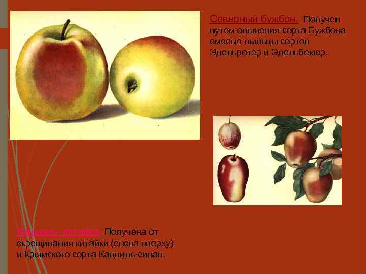 Северный бужбон. Получен путем опыления сорта Бужбона смесью пыльцы сортов Эдельротер и Эдельбемер. Кандиль-