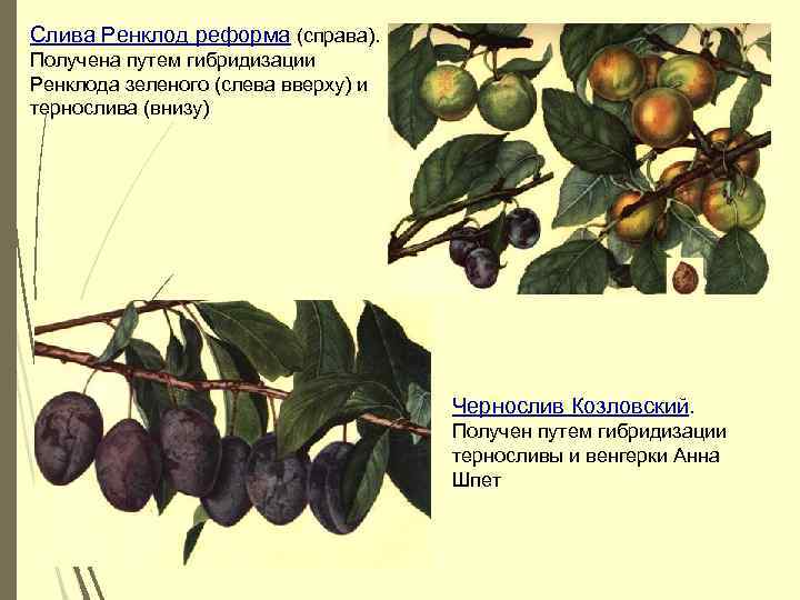 Слива Ренклод реформа (справа). Получена путем гибридизации Ренклода зеленого (слева вверху) и тернослива (внизу)
