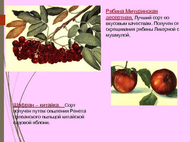 Рябина Мичуринская десертная. Лучший сорт по вкусовым качествам. Получен от скрещивания рябины Ликерной с