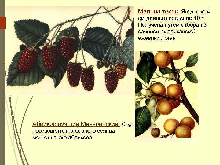 Малина техас. Ягоды до 4 см длины и весом до 10 г. Получена путем