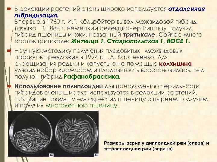  В селекции растений очень широко используется отдаленная гибридизация. Впервые в 1760 г. И.