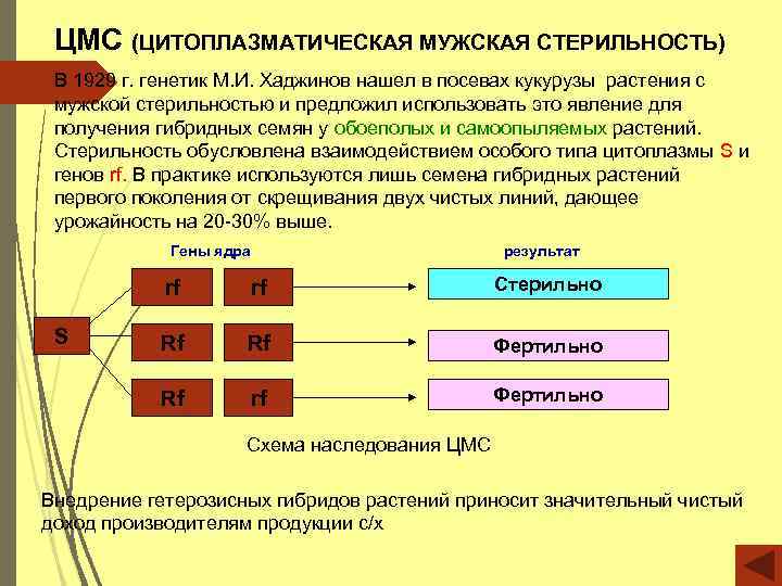 ЦМС (ЦИТОПЛАЗМАТИЧЕСКАЯ МУЖСКАЯ СТЕРИЛЬНОСТЬ) В 1929 г. генетик М. И. Хаджинов нашел в посевах