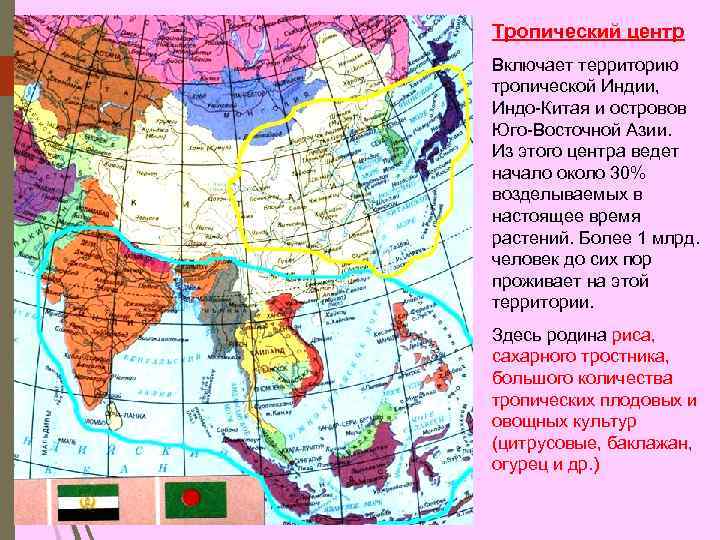 Тропический центр Включает территорию тропической Индии, Индо-Китая и островов Юго-Восточной Азии. Из этого центра