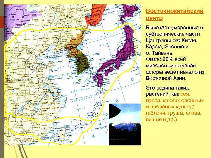 Восточнокитайский центр Включает умеренные и субтропические части Центрального Китая, Корею, Японию и о. Тайвань.