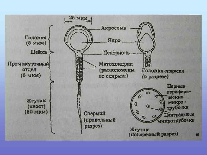 Мужская половая система фото