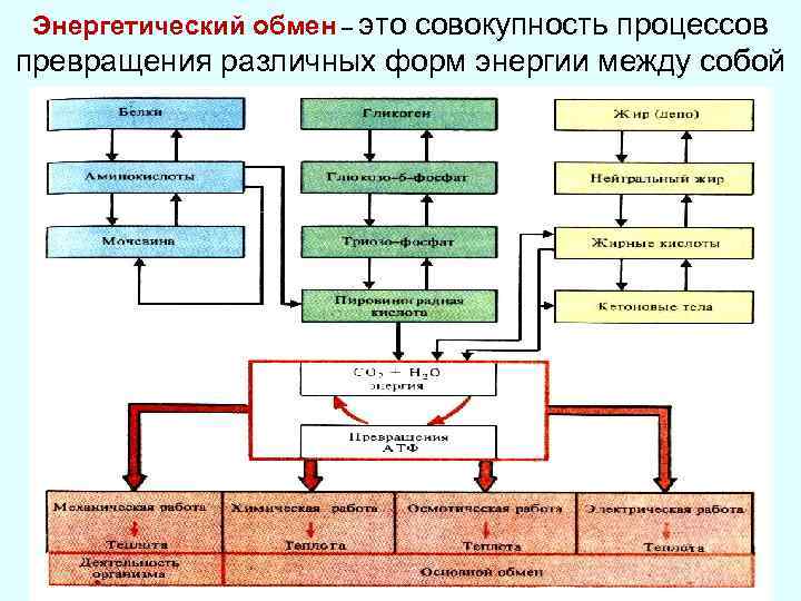 Энергетический обмен – это совокупность процессов превращения различных форм энергии между собой 